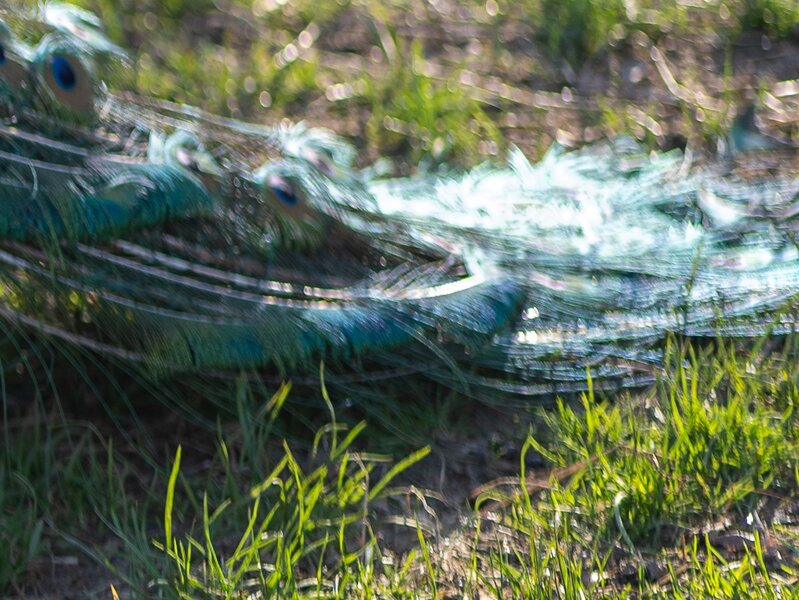 PANA0337_oof_focus_transition.jpg PANA0337_oof_focus_transition.jpg