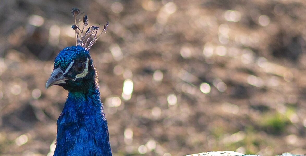 PANA0337_bokeh.jpg PANA0337_bokeh.jpg