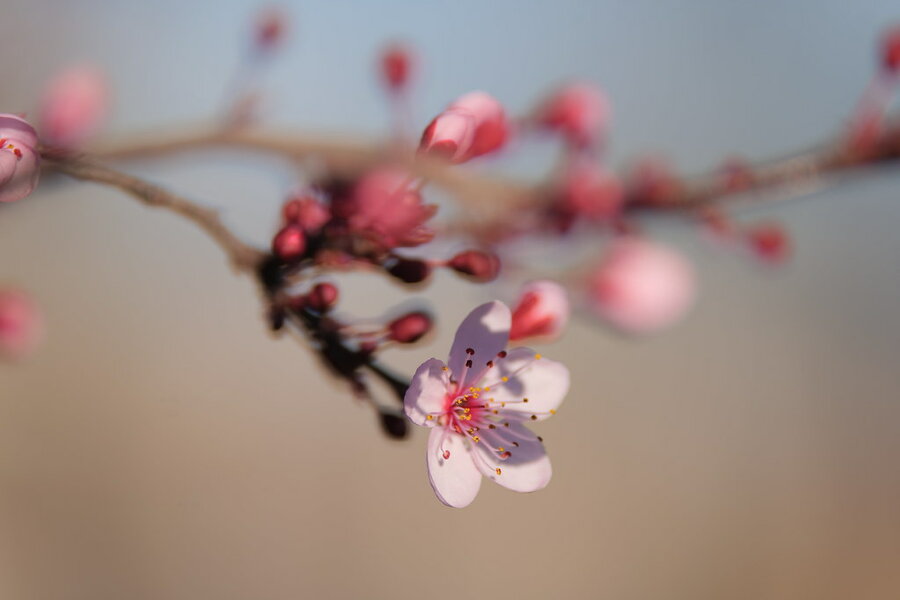 53537608020_41080365fa_b.jpg 53537608020_41080365fa_b.jpg