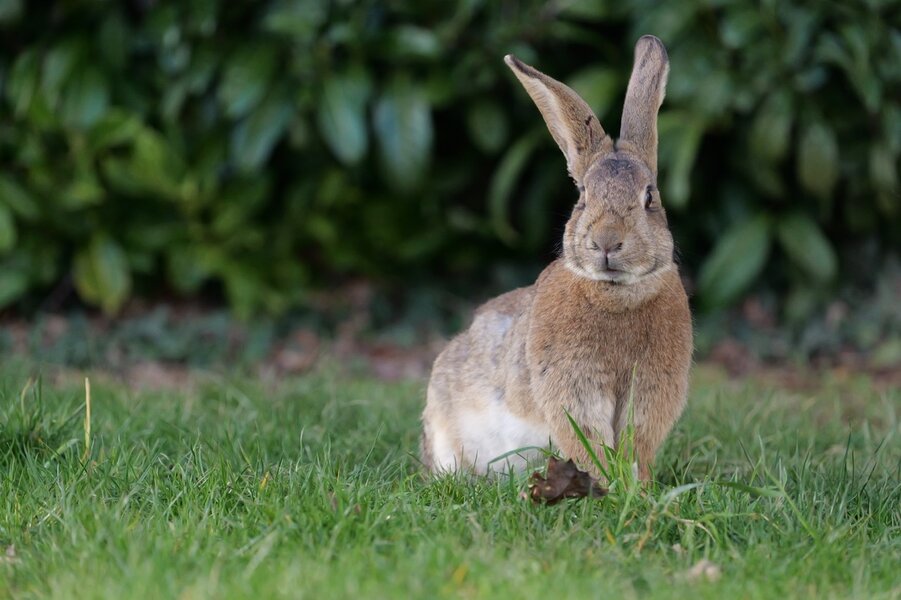 P1004582 - Grande.jpeg