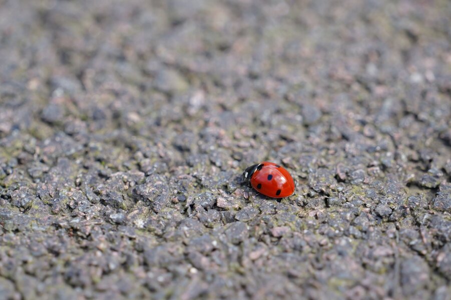 P1004776 - Grande.jpeg