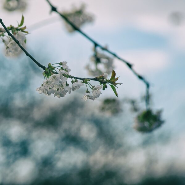 blossoms [P18840] Vivitar Close Focusing 135 (Large).jpg