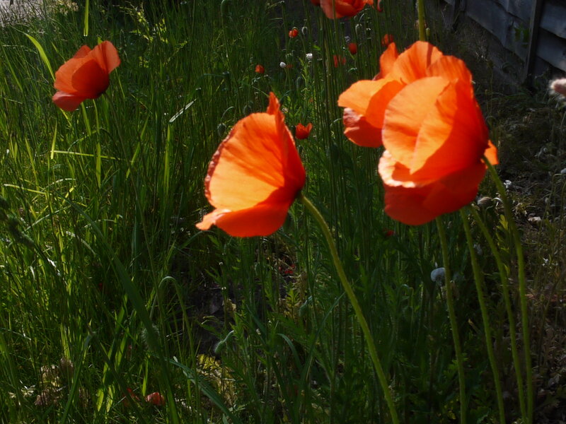 panasonic_lumix_3d_lens_poppies_P1040901_1339151945.jpg