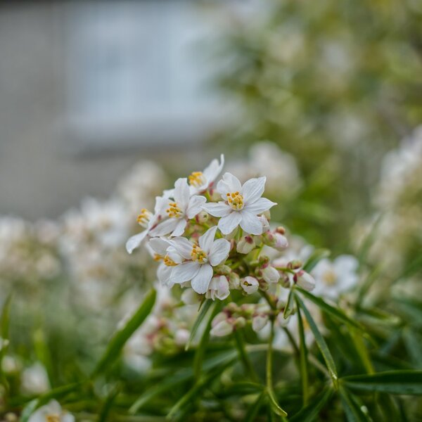 blossom [P20019].jpg