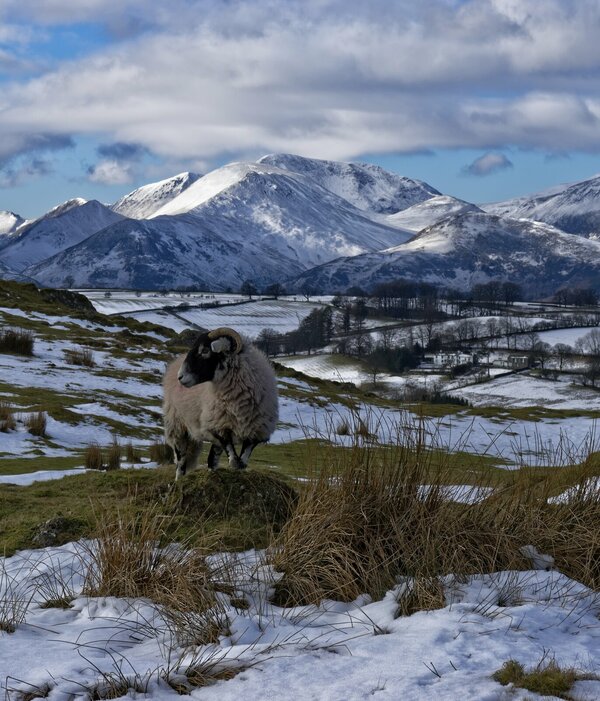 Herdwicke en vogue Derwent fells.jpg