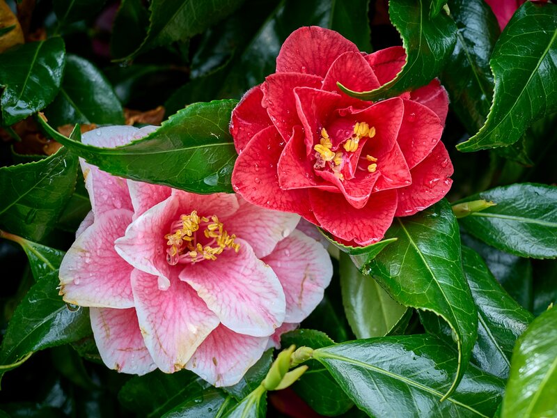 53690367163_b5f3ab0b0a_o.jpg 53690367163_b5f3ab0b0a_o.jpg