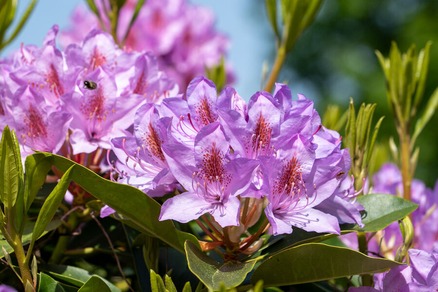 PANA0801.jpg PANA0801.jpg