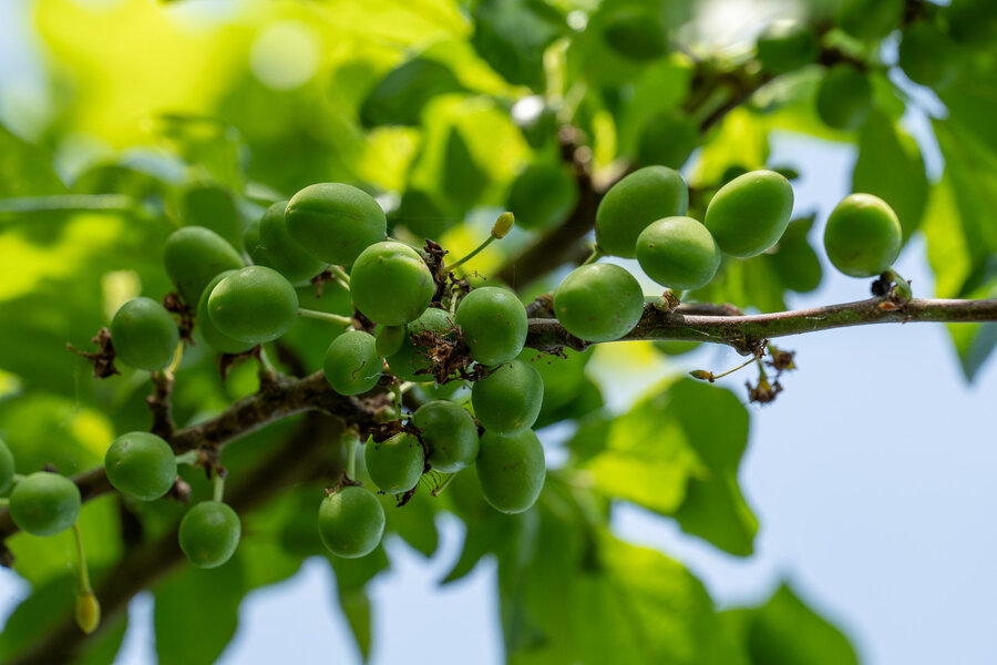 PANA0832.jpg PANA0832.jpg