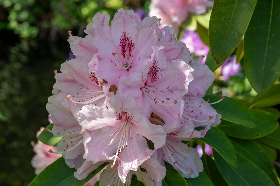 PANA0798.jpg PANA0798.jpg