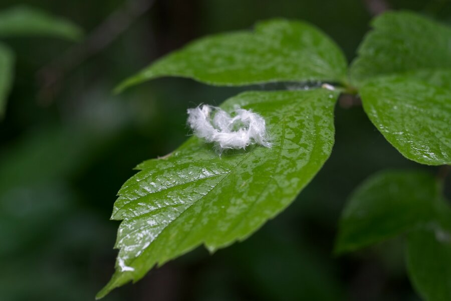 53724927865_76d1864fb8_h.jpg 53724927865_76d1864fb8_h.jpg