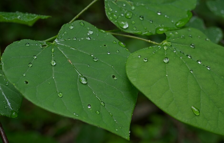 53724927800_a4de6bf884_h.jpg 53724927800_a4de6bf884_h.jpg