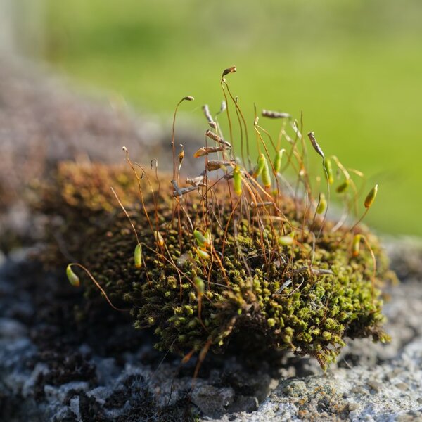 moss [P20403] Pentax-M 50 F17 + macro (Medium).jpg