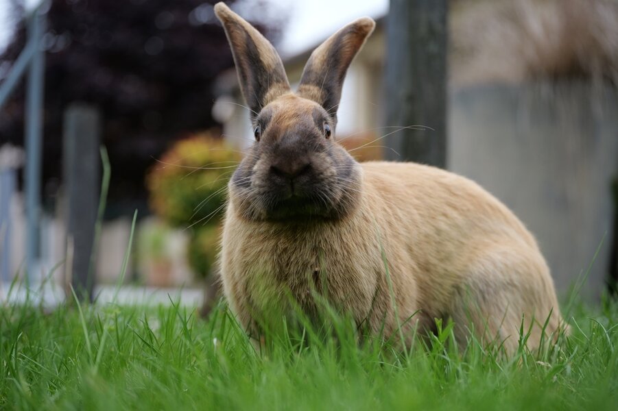 P1039645 - Grande.jpeg