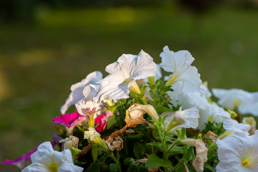 PANA1192.jpg PANA1192.jpg