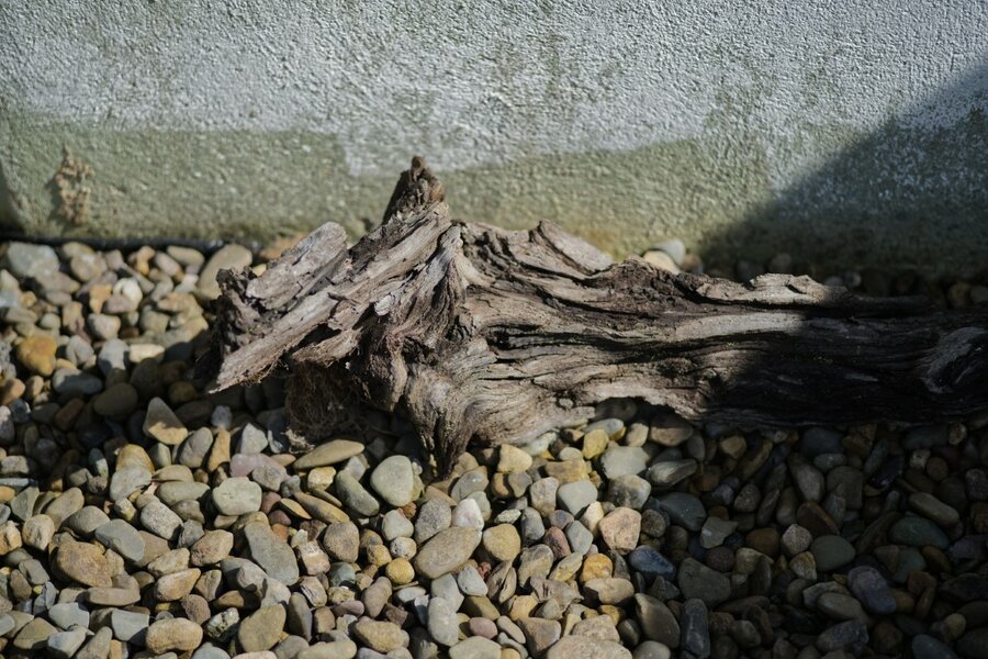 driftwood [P22027] Zeiss Sonnar 85 F28 (Medium).jpg