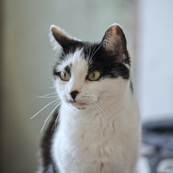 Rin-Rin [P22113] Zeiss Sonnar 85 (Medium).jpg