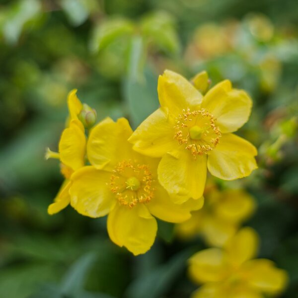 St. John's Wort [P22167] Zeiss Planar 50 F14 @ F2 (Medium).jpg