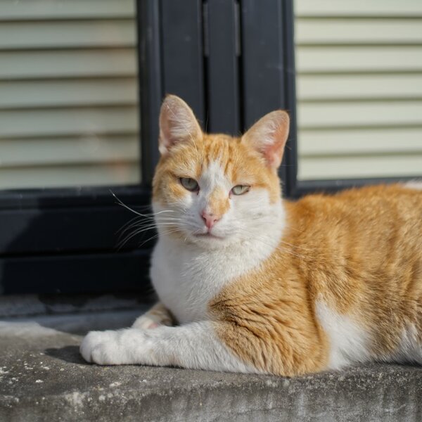 ginger tabby cat [P22213] Zeiss Planar 50 F14 @ F2 (Medium).jpg
