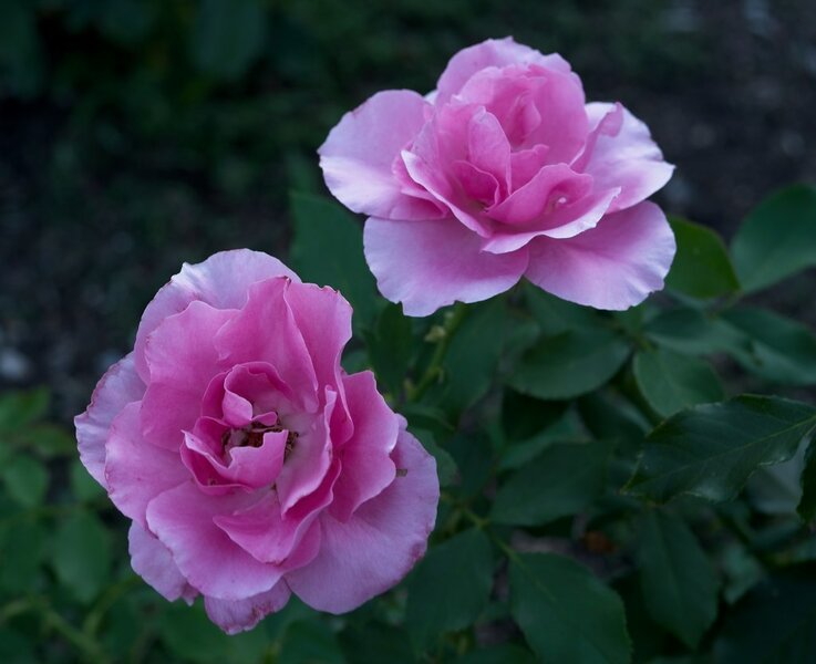 53849509388_24e7970bb3_b.jpg 53849509388_24e7970bb3_b.jpg