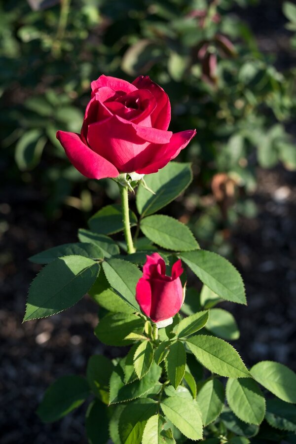 53849509378_ff70dc93ed_b.jpg 53849509378_ff70dc93ed_b.jpg