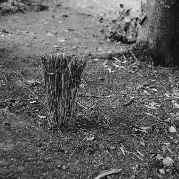 sheath [P22600] Jena Pancolar 50 @ F28 (Medium).JPG