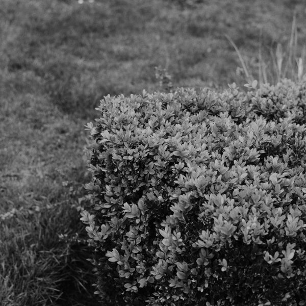 hedge [P22585] Jena Pancolar 50 @ F28 (Medium).JPG