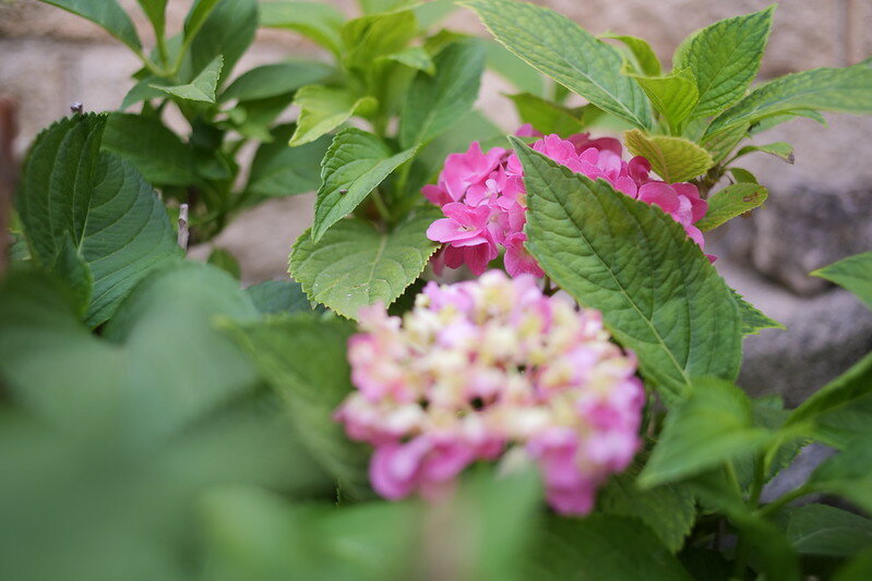 53880889631_7f5ae74ef3_c.jpg 53880889631_7f5ae74ef3_c.jpg