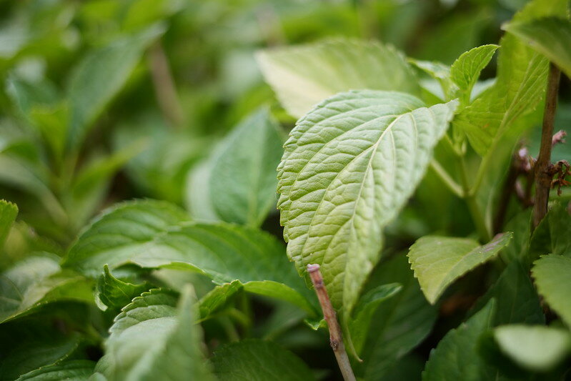 53880890996_cb523a704a_c.jpg 53880890996_cb523a704a_c.jpg