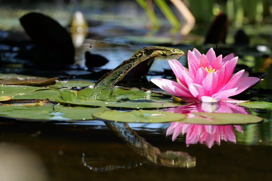 P1051113 - Grande.jpeg P1051113 - Grande.jpeg