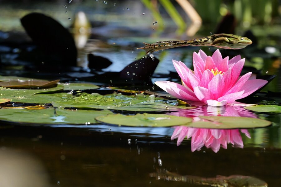 P1051115 - Grande.jpeg P1051115 - Grande.jpeg