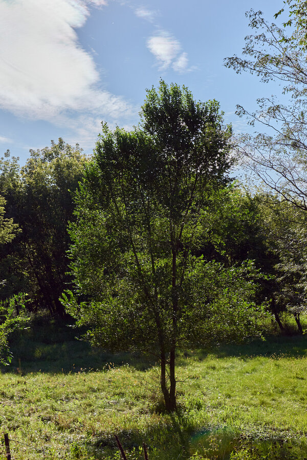 P1026030JPEG - 1600px for web use.jpg P1026030JPEG - 1600px for web use.jpg