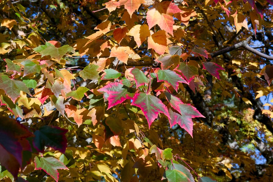 th1_pjd_fall-foliage-25a-p1001337_h.jpg