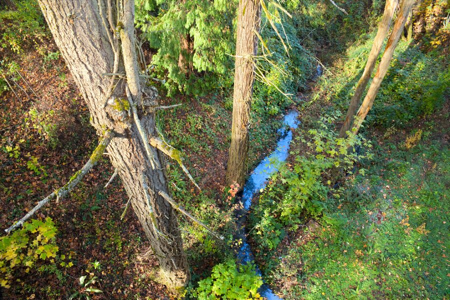 th1_pjd_fall-foliage-27-pedestrian-bridge-creek-p1001275-v2_h.jpg