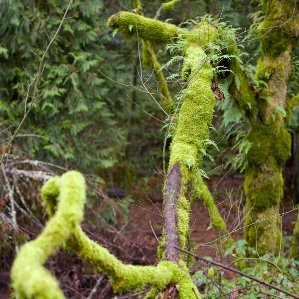 pjd-mossy-branch-241227-p1001861_h.jpg