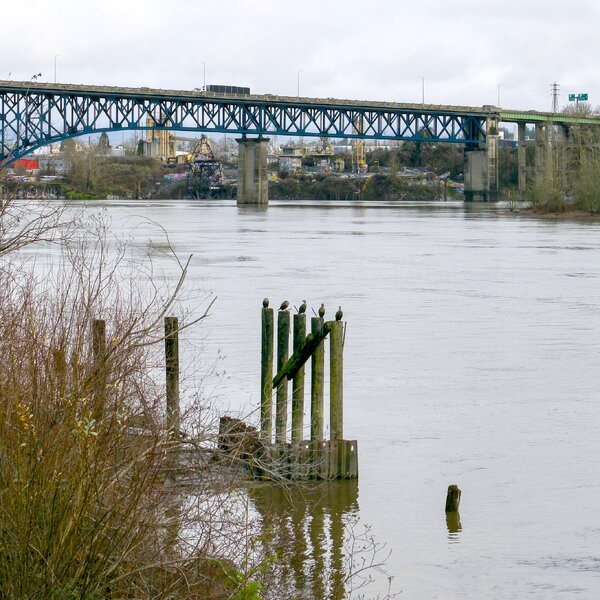 pjd-cormorants-on-west-bank-willamette-river-portland-or-241230-p1001882_h.jpg