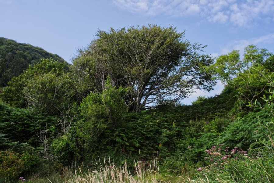 Lough Hyne profile [Pentax-K 28mm F3.5] (Medium).jpg