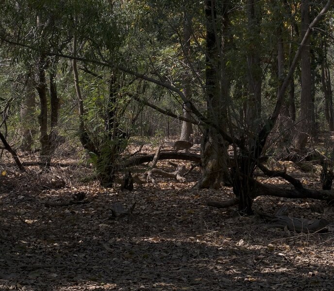 deer_park_Ballavapur_6_2_25-Cropped.jpg deer_park_Ballavapur_6_2_25-Cropped.jpg