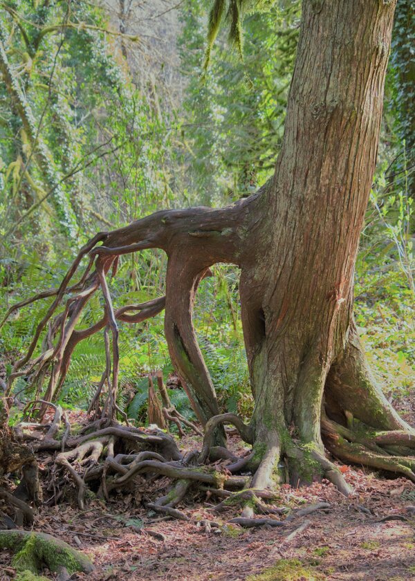 th9_pjd_tryon-park_tree-roots-2-p3086150-hdr_h.jpg