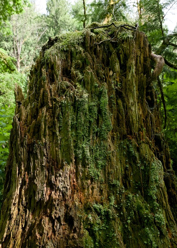 th8_pjd_tryon-park_flora-lichen-and-moss-tree-stump-20b-p1000769_h.jpg