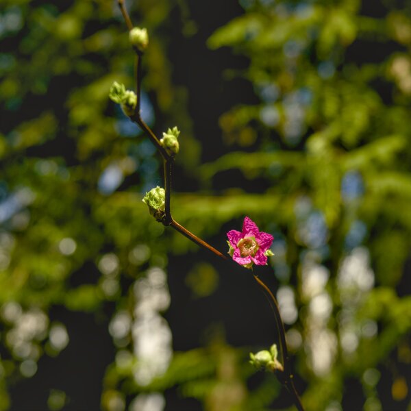 th8_pjd_tryon-park-flora-red-flower-16-p1001788_h.jpg