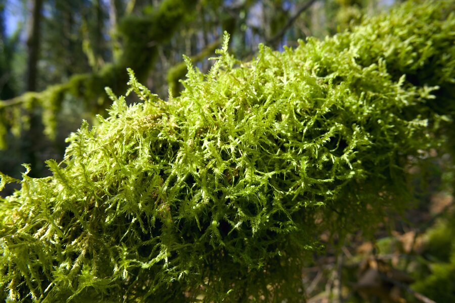 th8_pjd_tryon-park-flora-moss-10-p1001649_h.jpg