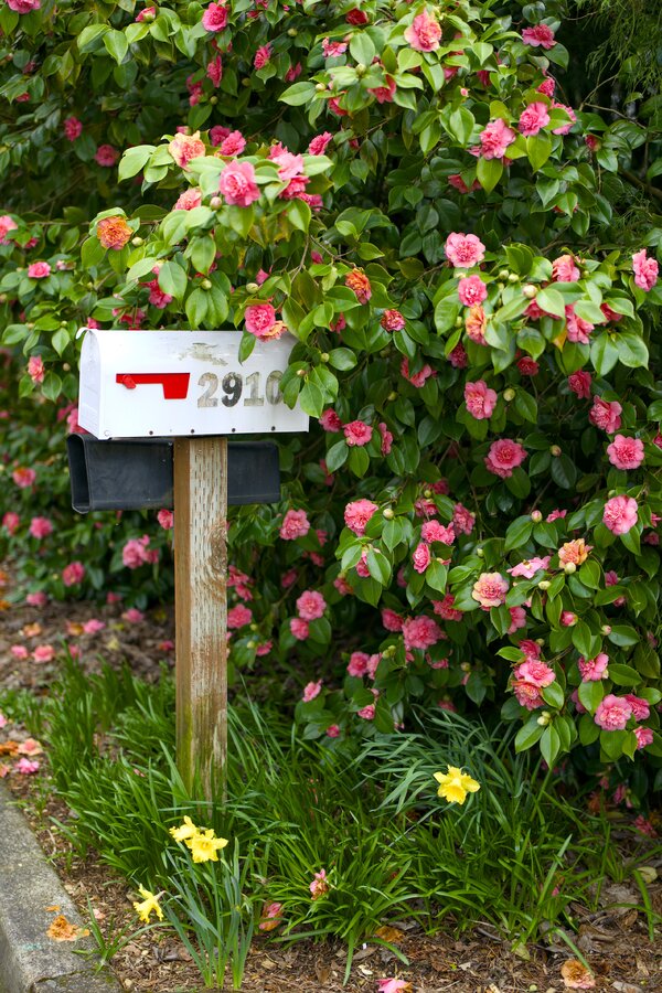 pjd-mailbox-flowers-p1001953-l-forum.jpg